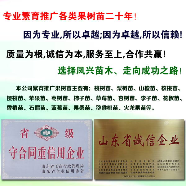 秋月梨树苗、2020年秋月梨树苗市场价格咨询