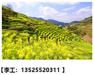 静海县做效果图的公司√农产品批发交易市场概念规划设计图片0