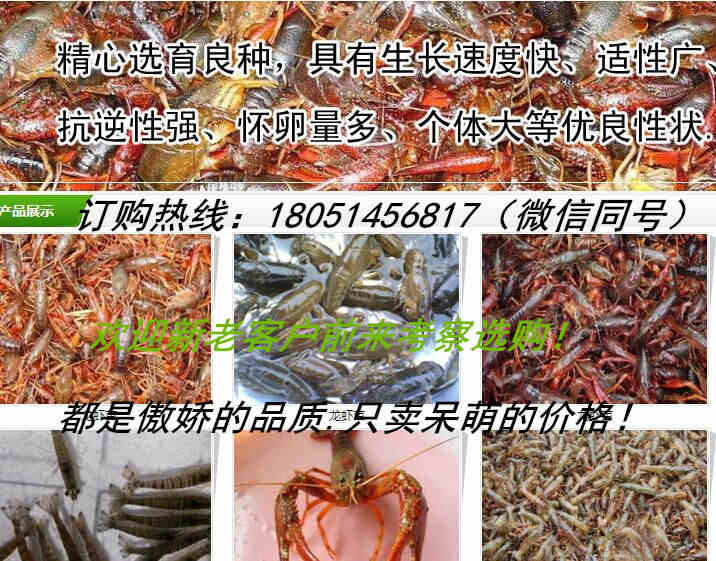 北京周边龙虾苗价格