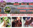 廣西省龍蝦苗價格