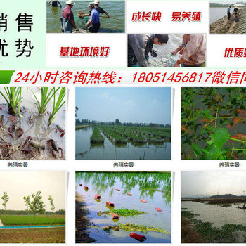 和平县求购淡水龙虾苗