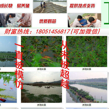 芜湖县小龙虾苗养殖基地