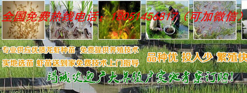 延边龙虾种苗育苗基地