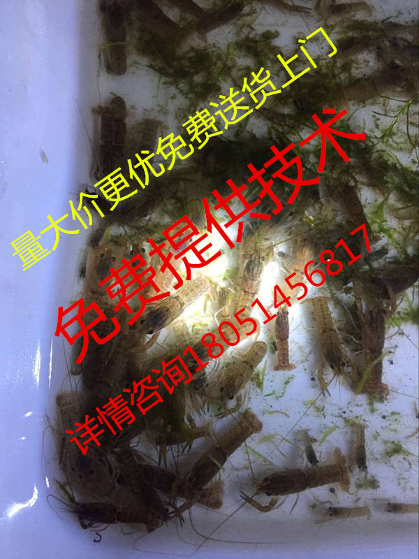 昆玉龙虾种苗哪里有卖