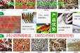 欢迎）凤阳县小龙虾种苗成/龙虾养殖