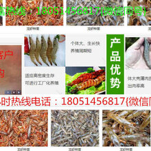 临潼小龙虾苗多少钱一斤现在能买到吗图片