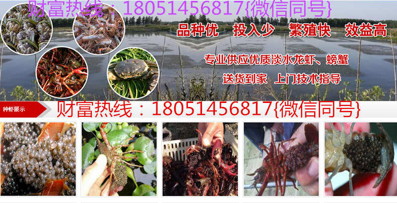 石家庄市小龙虾苗合作及龙虾种苗多少钱