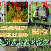 兴仁县小龙虾种苗水产品出售图片
