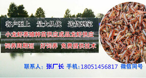 欢迎）齐河县龙虾种苗多少钱/多少钱一斤图片0