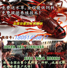 古丈县小龙虾苗养殖专业合作图片