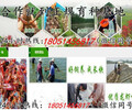 贵州省小龙虾苗专业合作及龙虾种苗多少钱