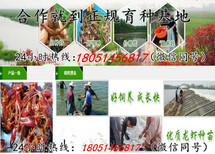 欢迎）齐河县龙虾种苗多少钱/多少钱一斤图片3
