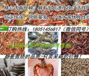 高邑县龙虾种苗批发市场与进货渠道图片