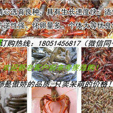 平阳县小龙虾苗供货地址图片
