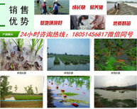 渭南小龙虾苗养殖技术图片0
