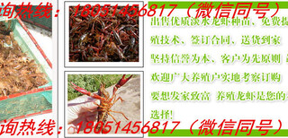 卢湾小龙虾苗合作及龙虾种苗多少钱图片3