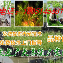 泰安市龙虾种苗批发市场与进货渠道图片