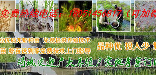 双辽市小龙虾苗合作及龙虾种苗多少钱图片3