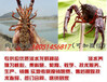 欢迎）金昌龙虾种苗多少钱/多少钱一斤
