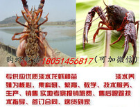 欢迎）抚远县龙虾种苗多少钱/多少钱一斤图片0