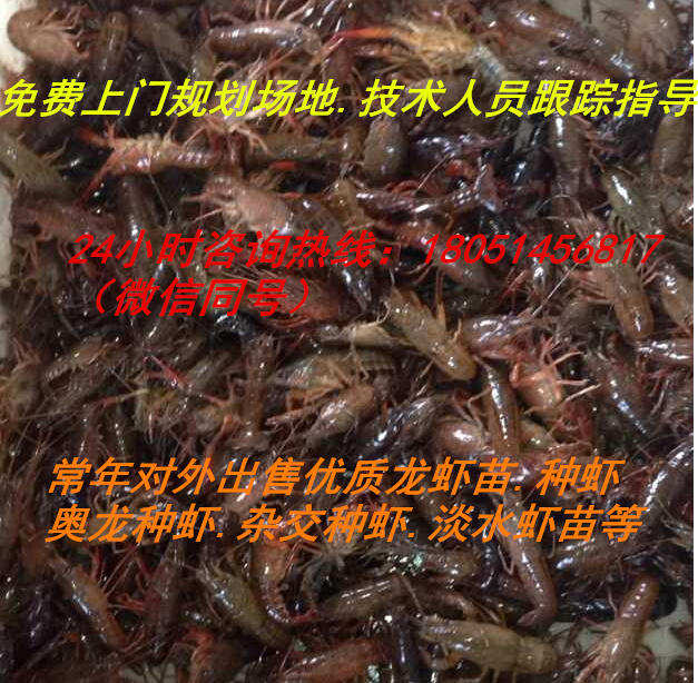 高邑县龙虾种苗批发市场与进货渠道