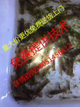 凉城县小龙虾苗合作及龙虾种苗多少钱图片2