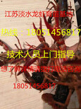 欢迎）勐海县小龙虾种苗成/多少钱一斤图片4