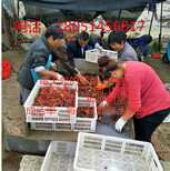 凉城县小龙虾苗合作及龙虾种苗多少钱图片5
