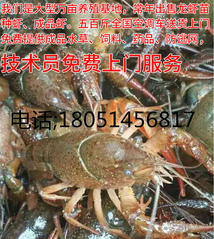 区小龙虾苗种培育基地