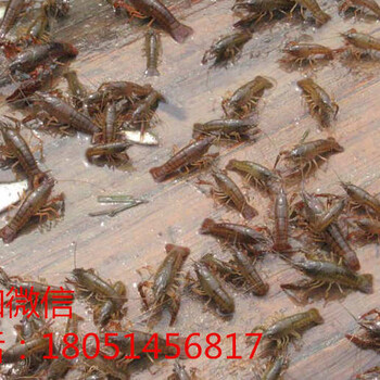 忻州五台龙虾种苗繁育基地
