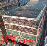 龙虾种苗）广西钦州小龙虾苗价格图片2
