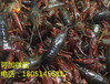 梧州萬秀區種蝦價格/淡水蝦苗