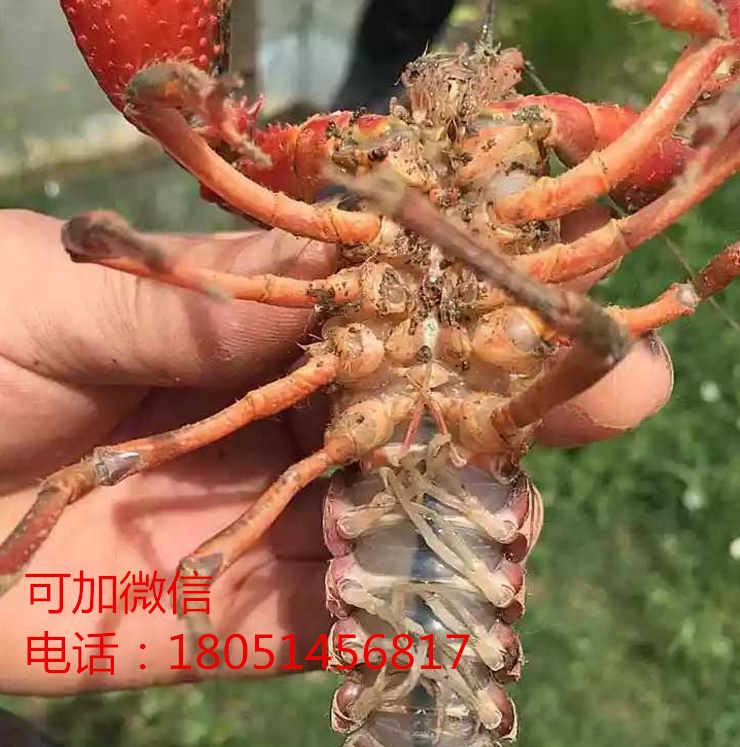 龙虾种苗）湖北襄阳龙虾虾苗哪里有卖