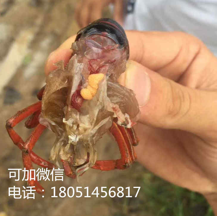 汕头澄海区小龙虾苗多少钱一斤