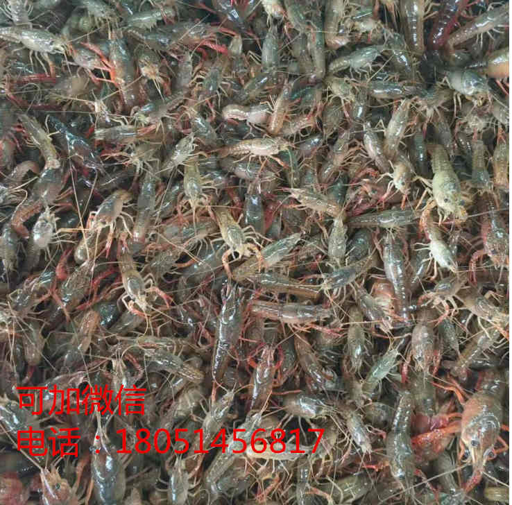 桂林一亩地投放多少斤龙虾