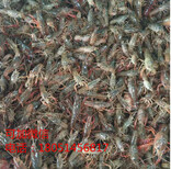 龙虾苗）贵州六盘水小龙虾虾苗（价格优惠）图片3