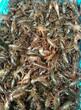 泰州兴化市抱卵种虾价格（龙虾养殖）欢迎您