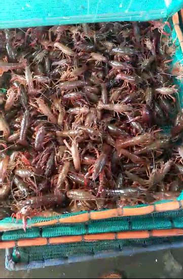 自贡大安区种虾价格（龙虾养殖）欢迎您