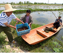 宁波江东区种虾价格（龙虾养殖）欢迎您