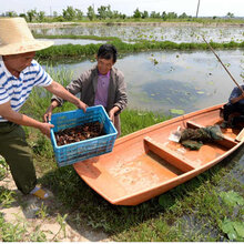 张家口淡水龙虾苗(专业培训)图片