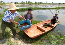 河南信阳种虾价格/淡水虾苗图片4