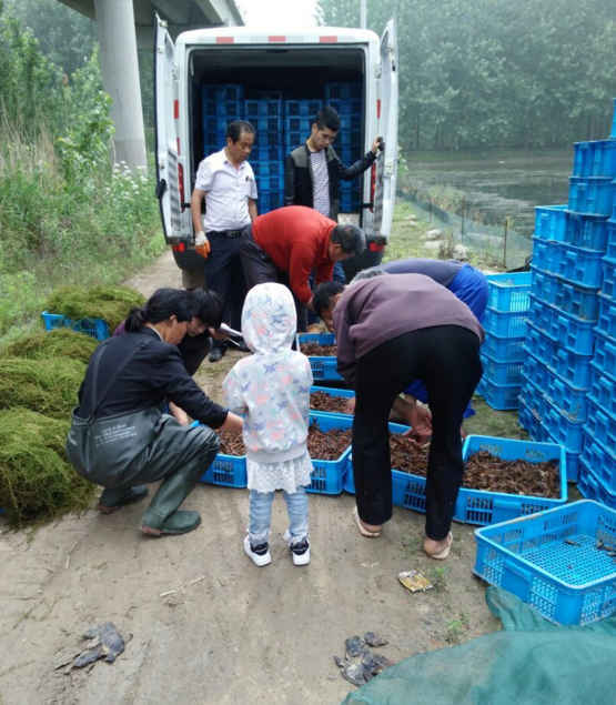 河南信阳种虾价格/淡水虾苗