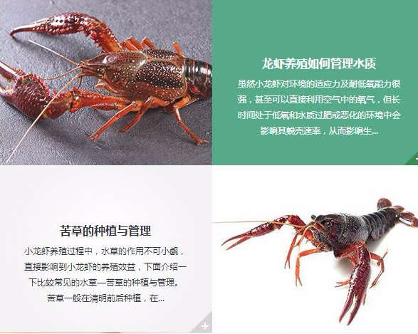 河南郑州种虾价格（龙虾养殖）欢迎您