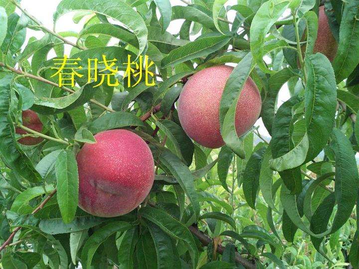 3公分春雪桃樹(shù)價(jià)格 3公分春雪桃樹(shù)新品種