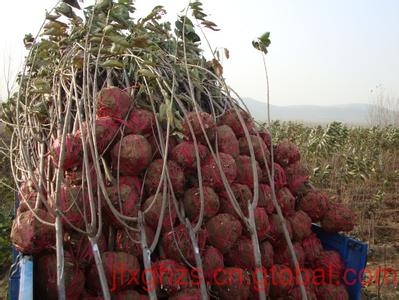 6公分早大果櫻桃樹種植方法