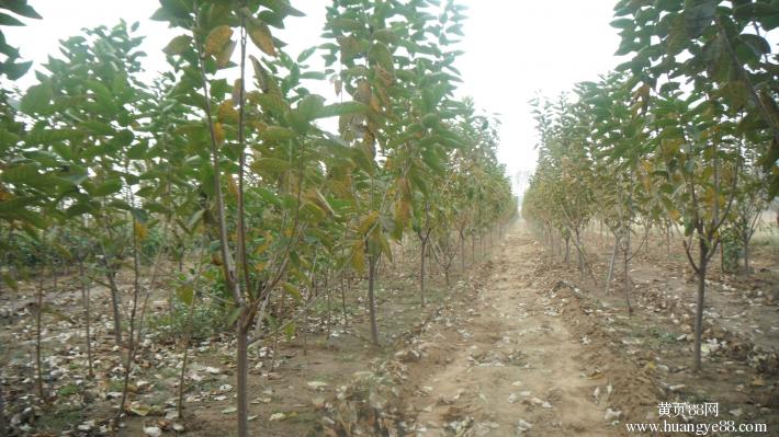 6公分早大果櫻桃樹種植方法