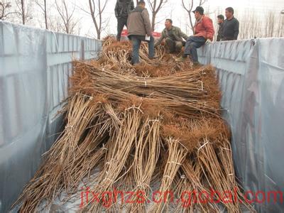 4公分俄羅斯八號(hào)櫻桃樹(shù)一畝地種植多少棵