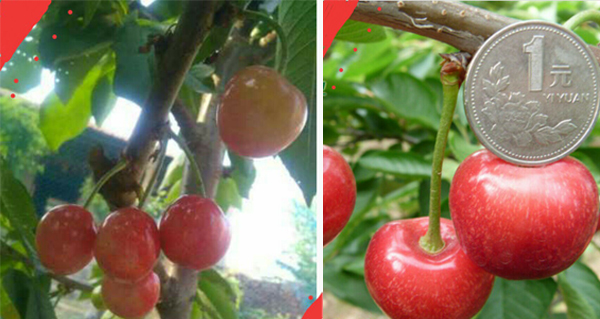 4公分俄羅斯八號(hào)櫻桃樹(shù)一畝地種植多少棵