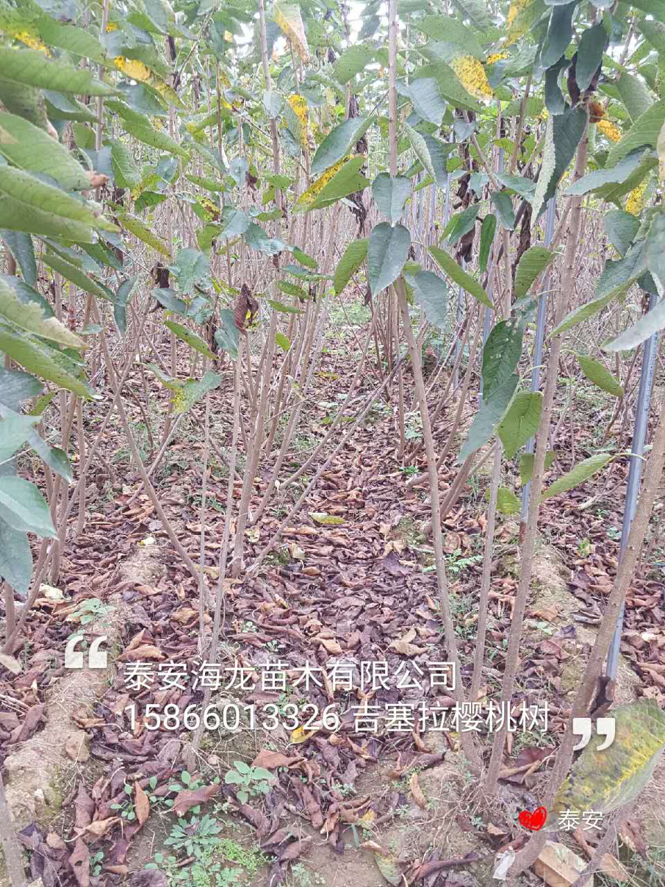 4公分俄羅斯八號(hào)櫻桃樹(shù)一畝地種植多少棵