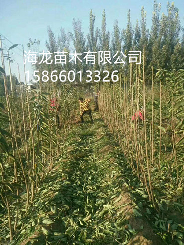 8公分黃蜜櫻桃樹新品種